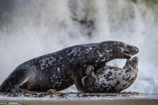 od体育网页版登录入口-包含匈牙利国家队大获全胜，欧国联对手败下阵来的词条